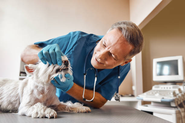Best 24-Hour Emergency Dental Care in Lac Du Flambeau, WI